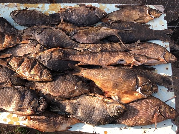 Изображение Копченая рыба любимый деликатес для членов семьи рыболова. Фото: Кузнецова Евгения.