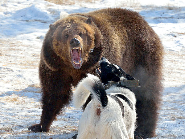 Изображение Термин «правильная охота» стал общеупотребительным после 1872 года, когда по инициативе В.А. Шереметева в России было создано «Императорское Общество размножения охотничьих и промысловых животных и правильной охоты». Стоит обратить внимание, что размножение животных упомянуто раньше охоты. Сегодня более популярен термин «неистощительная охота». ФОТО SHUTTERSTOCK