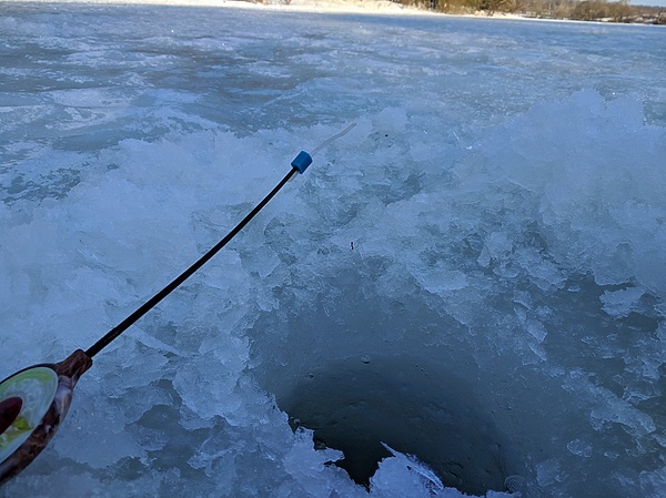 Изображение Кивок с дряблым кончиком. Фото: Трембицкого Алексея. 