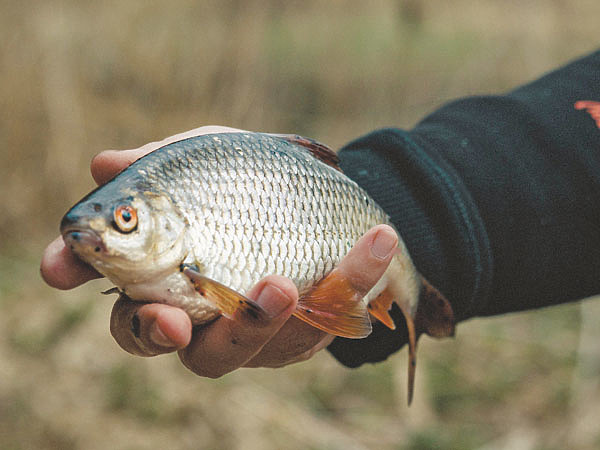 Изображение Фото: Мурашко Алексея. 