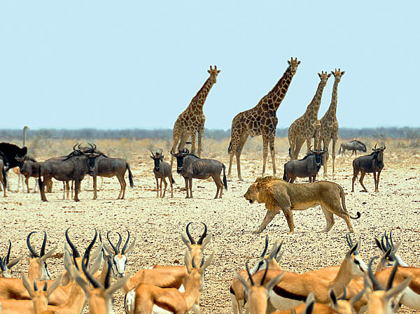 Изображение ФОТОPIXABAY 