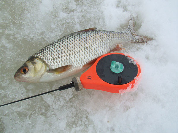 Изображение Активная плотва на травяных мелководьях обычно появляется вместе с весенней водой. Фото: Линника Николая.
