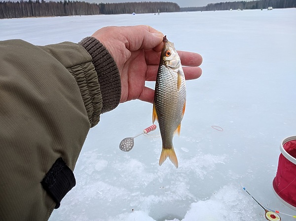 Изображение Серебристая красавица. Фото: Трембицкого Алексея. 