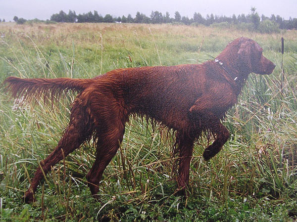 Изображение Фото автора. 
