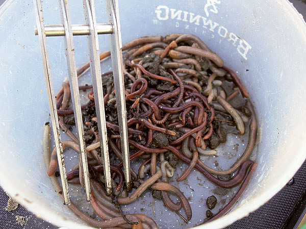 Изображение Перед добавлением в прикормку приготовленную порцию червей следует измельчить. Фото: Николай Линник.
 