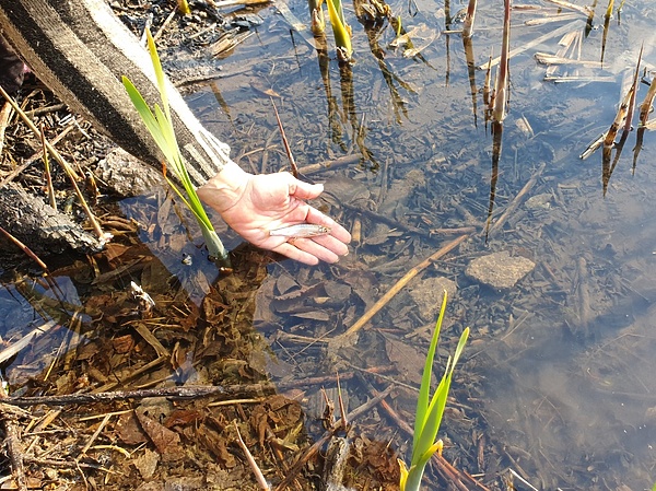 Изображение Эта уклейка еще не знает, какие приключения её ожидают в новом водоеме. Фото: Геннадий Шеляг.