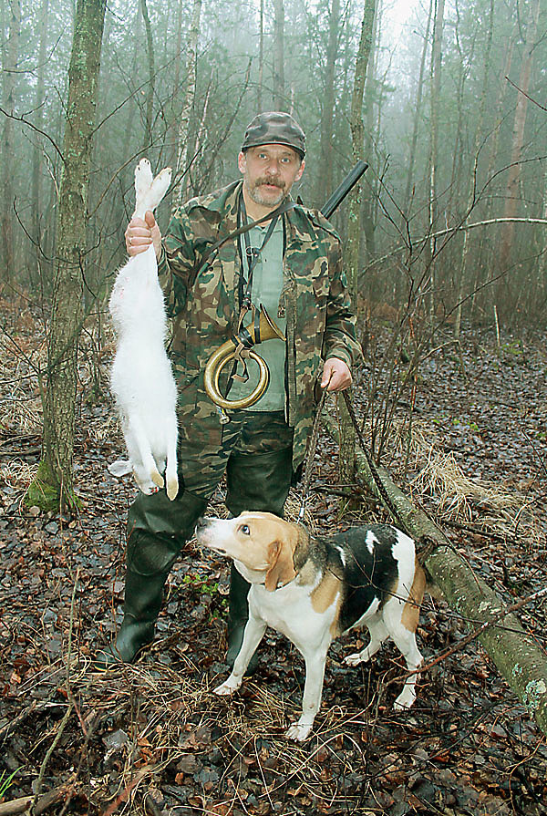 Изображение В конце ноября зайцы одеваются в белую шубку. Хороша в это время охота с гончей по чернотропу. Фото Сергей ФОКИН 