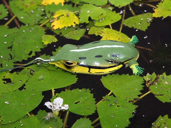 Изображение Обрезанные лапки это блюдо подготовлено для змееголова. Фото: Евгений Кузнецов. 