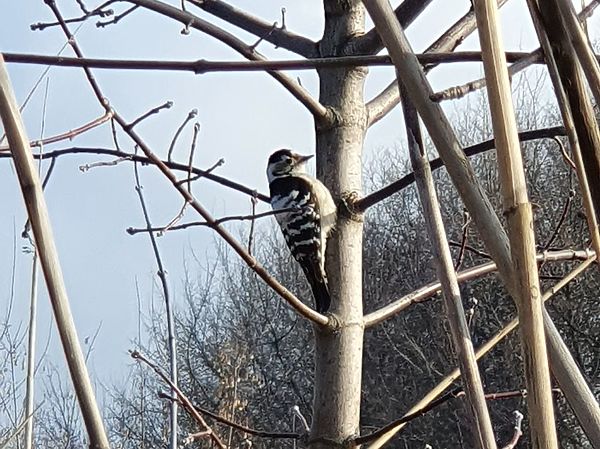 Изображение Дятел совсем нас не боялся и занимался своими делами. Фото: Геннадий Шеляг.