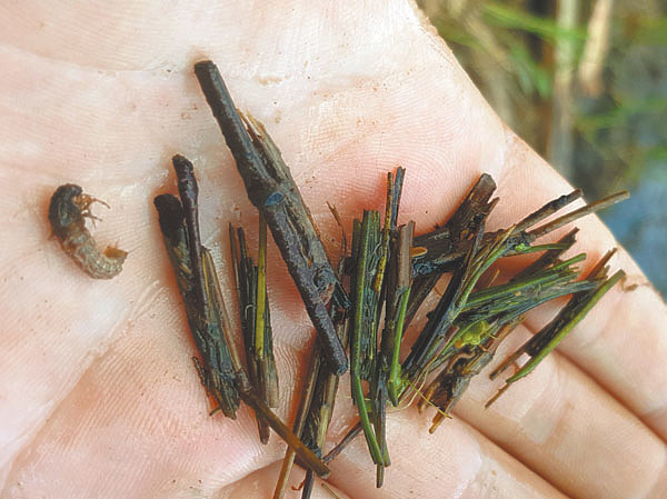 Изображение Фото автора.