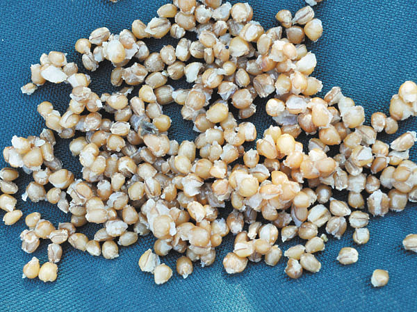 Изображение Фото: Николай Линник. 