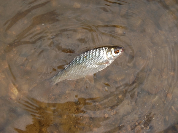Изображение Фото: Яншевского Андрея. 