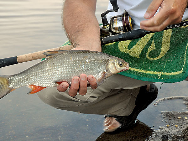 Изображение В жару на перекате вместе с лещом ловится и другая рыба. Фото: Линника Николая.