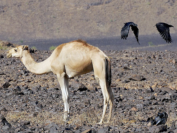 Изображение Два символа пустыни: верблюд — жизнь и ворон — смерть. Фото автора.
