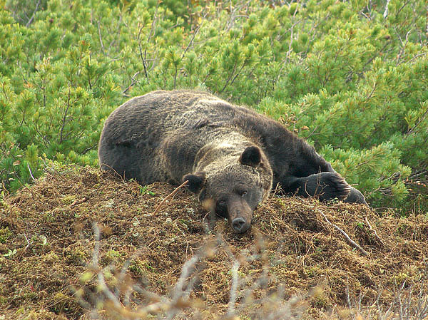 Изображение Спящий у заваленной ветками добычи медведь. Фото автора.