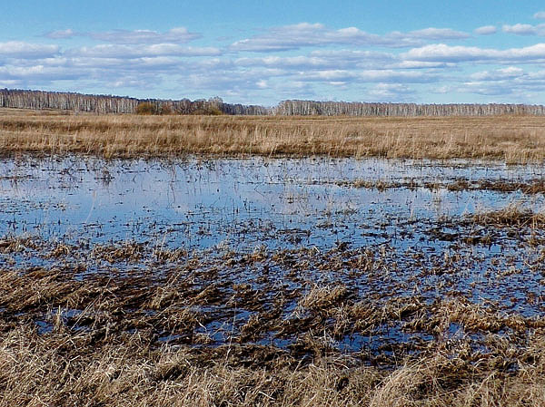 Изображение Место, где токовали тетерева, оказалось под водой. Фото автора. 