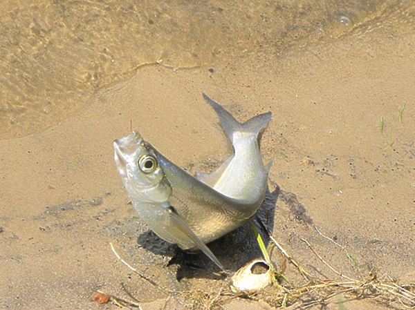Изображение Фото: Маилкова Анатолия.
