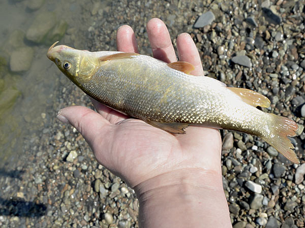 Изображение Фото: Геннадий Шеляг.