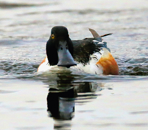 Изображение Селезень широконоски 