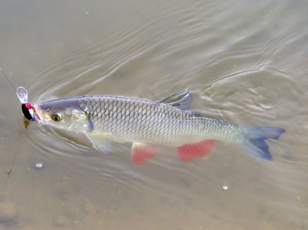 Изображение Фото: Алексей Коломиец.