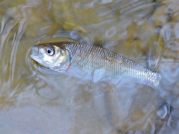 Изображение Фото: Геннадий Шеляг.