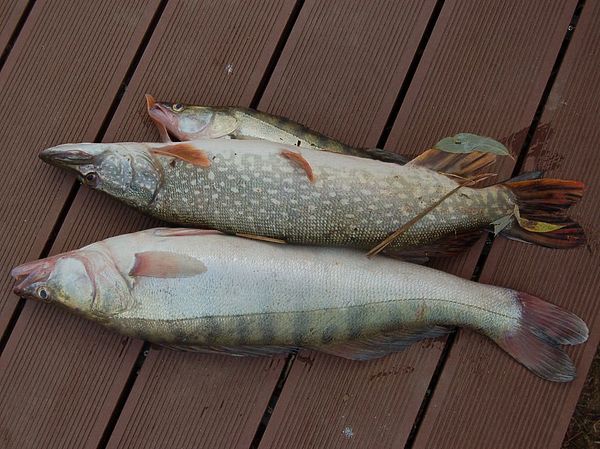 Изображение Улов на ужин. Фото: Андрей Яншевский.