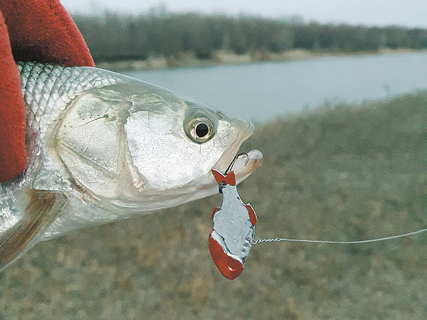 Изображение Фото: Коломийца Алексея.