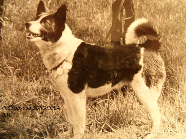 Изображение Майка р.67 от Анчара Мельникова и Жульки Козлова.Вл.козлов Н.Ф.