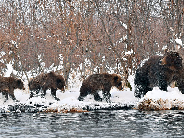 Изображение Припозднились. Медведица продолжает ловить рыбу, ей надо набрать жиру на четверых, в берлоге прокорма не будет…. Фото автора.