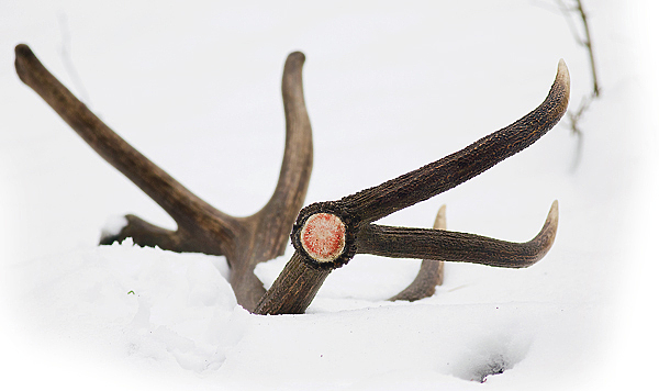 Изображение До Нового года практически все самцы благородного оленя успевают сбросить рога. Из этого прочного и красивого материала часто изготавливают рукоятки охотничьих ножей. 
