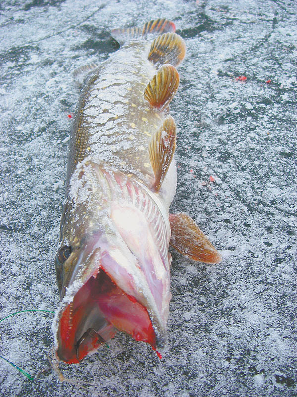 Изображение Фото: Анатолий Маилков.