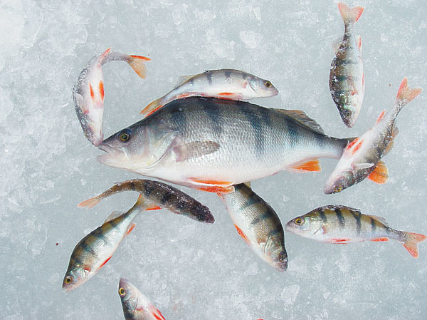 Изображение Фото: Анатолий Маилков.