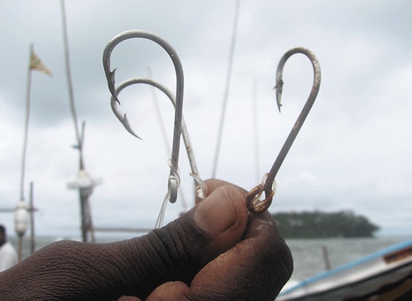 Изображение Ловят в океане не только сетями, но и переметами. Это длинная, почти до километра веревка, к которой привязаны десятиметровые поводки с большими крючками. 