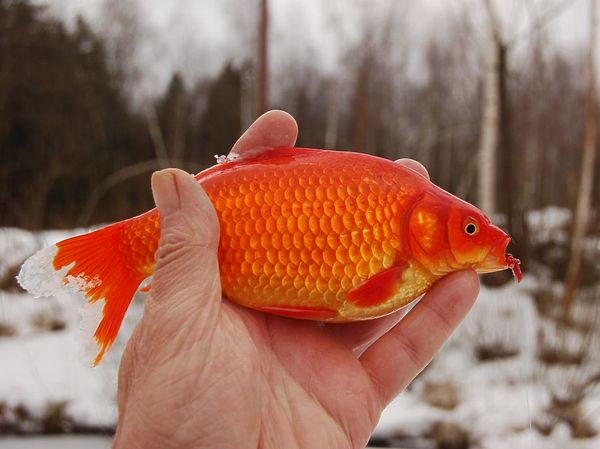 Изображение Рыба начала марта. Фото: Андрей Яншевский. 