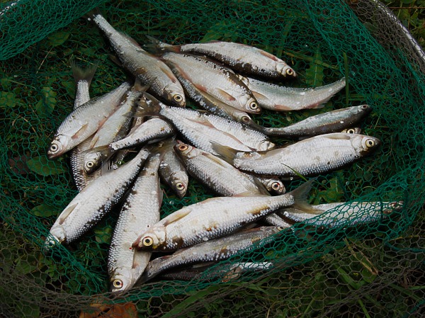 Изображение Фото: Яншевского Андрея.