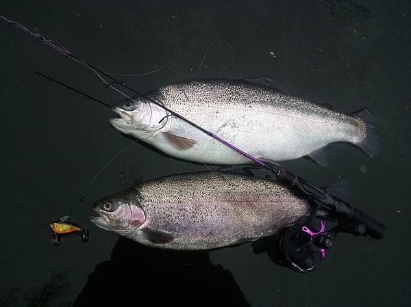 Изображение Даже в ратлине с натуральной неяркой расцветкой красное брюшко делает его привлекательным, причем не только для форели, щука и окунь тоже уважают алый цвет. Фото: Евгений Кузнецов.