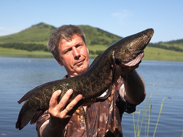 Изображение Эта рыба получила своё название благодаря сплющенной чешуйчатой голове. Крупная рыба длиной до 1 м и более, достигает массы, превышающей 10 кг. Держится сильно заросших участков водоёмов на мелководьях. Фото: Евгений Кузнецов. 