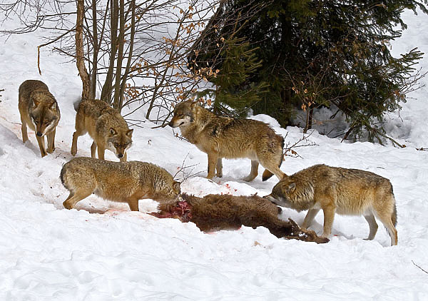 Изображение Волки способны прогнозировать результат собственного действия. Это в свою очередь значит, что они способны создать план, представляя его результат.  Волчьи охоты тому доказательство. Фото автора. 