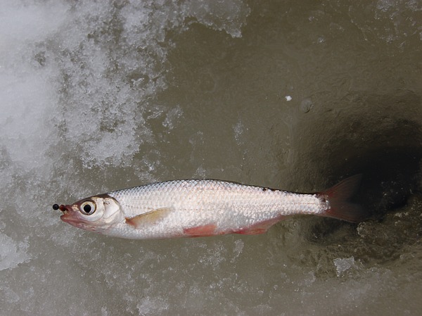 Изображение Фото: Яншевского Андрея. 
