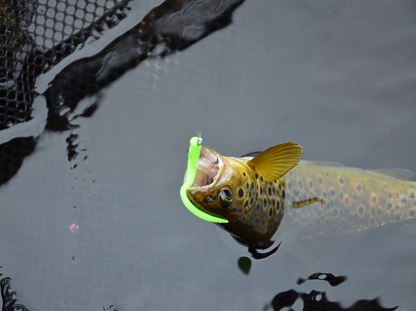 Изображение Фото: Геннадий Шеляг.