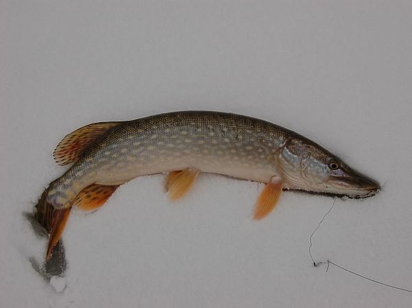 Изображение Фото: Яншевского Андрея.