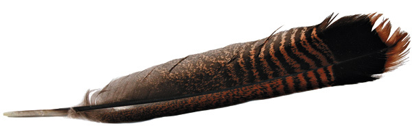 Изображение Современные разработчики охотничьих луков продолжают использовать перья именно диких индеек при изготовлении стрел. 