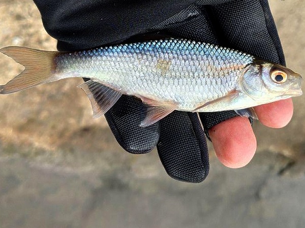 Изображение Размер трофея оставляет желать лучшего, но и весна только началась, весь сезон впереди. Фото: Кузнецова Евгения.