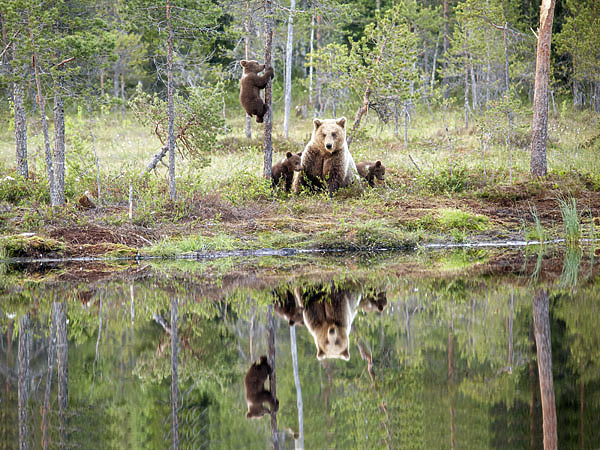 Изображение Отражение.
Косолапая мадонна. Фото автора.