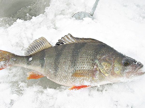 Изображение Фото: Маилкова Анатолия.