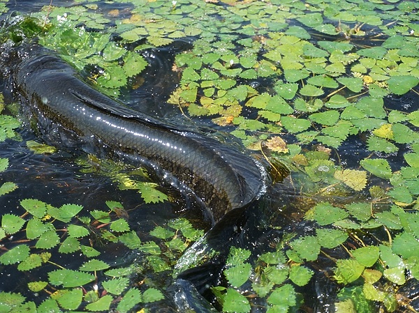 Изображение Крупный экземпляр без бой не сдается. Фото: Кузнецова Евгения.