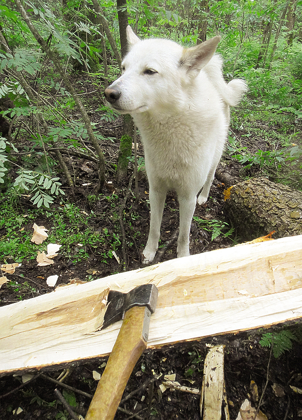 Изображение ЗАГОТОВКА.
Заготовку древесины на топорище лучше всего делать в зимнее время, когда нет движения древесных соков. Такие заготовки прочнее и меньше трескаются при сушке. Да и колется на плахи мерзлое дерево легче. Крепкие топорища получаются из заболони березового комля. Дерево нужно выбирать живое, здоровое, прямое и не сучковатое, достаточно взрослое — 50–60 см в диаметре. Валить березу нужно под самый корень, чтобы забрать как можно больше ценной комлевой части. Затем деревянными клиньями раскалываем на две части комлевой чурбак длиной 70–80 см от основания дерева. Дальше вырубаем 6–8 заготовок из заболони и отправляем их сушиться на несколько лет.