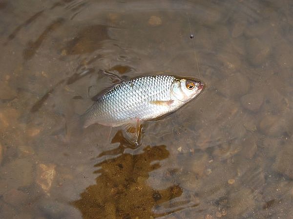 Изображение Фото: Андрея Яншевского. 