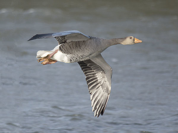 Изображение Серый гусь, желанный трофей, идет по весне раньше  других, но весенняя охота на этот вид запрещена.  ФОТО JACOB SPINKS/FLICKR.COM (CC BY 2.0) 