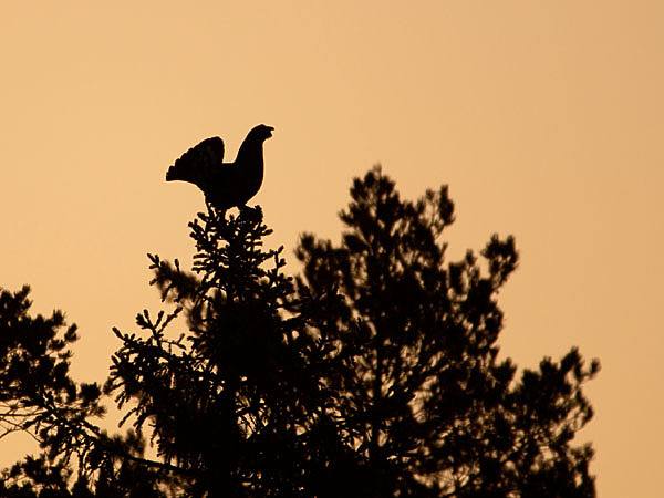 Изображение ФОТО SHUTTERSTOCK 